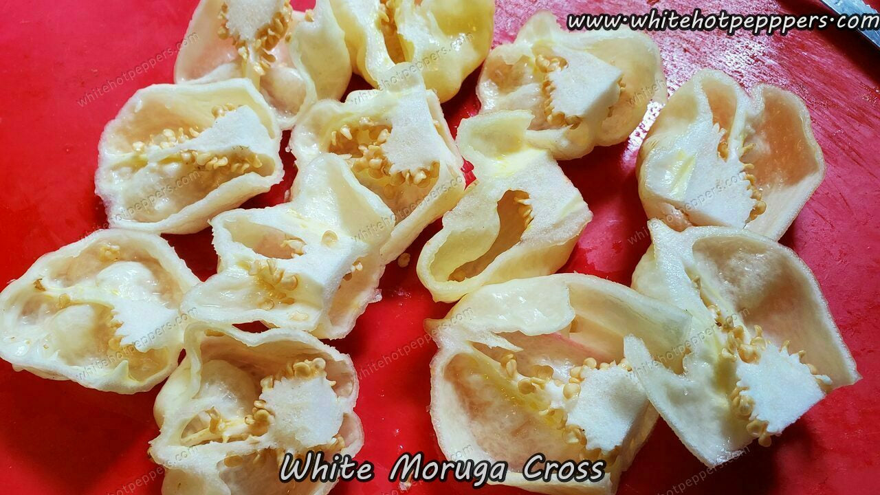 White Moruga Cross - Pepper Seeds - White Hot Peppers