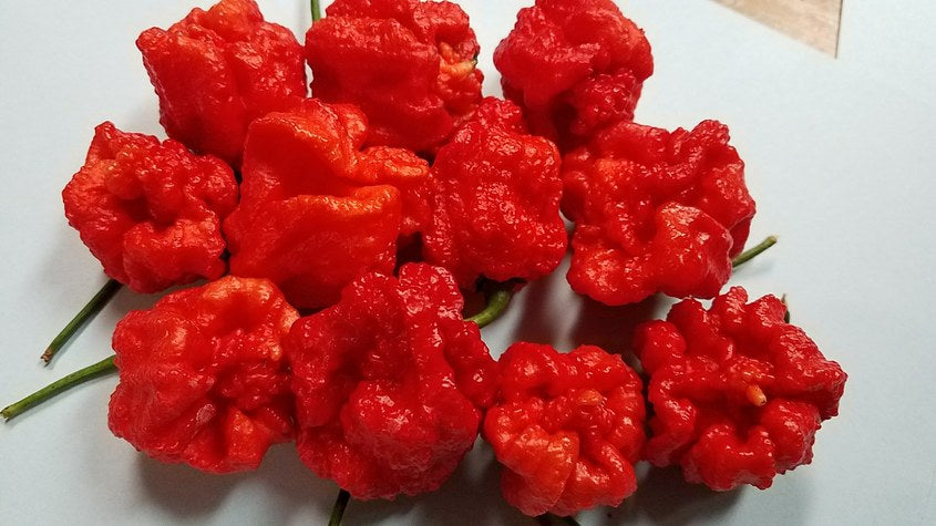 WHP 006 - Pepper Seeds - White Hot Peppers