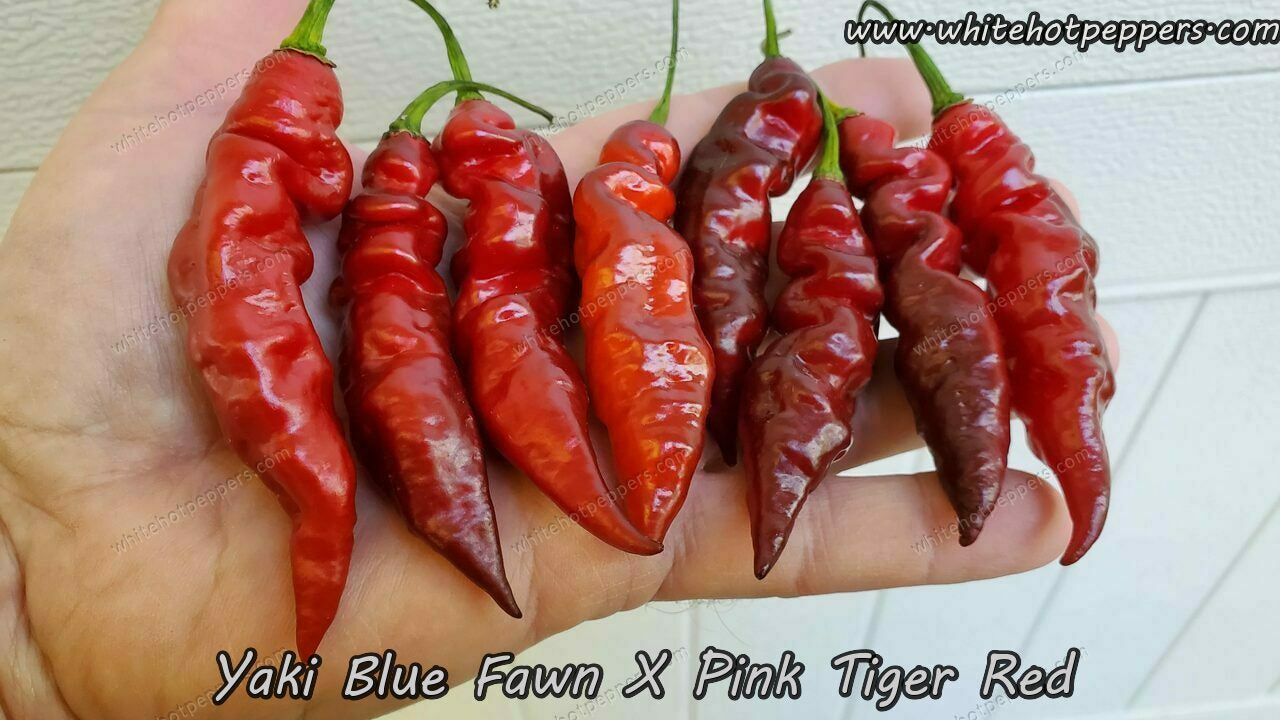 Yaki Blue Fawn x Pink Tiger (Red) - Pepper Seeds - White Hot Peppers