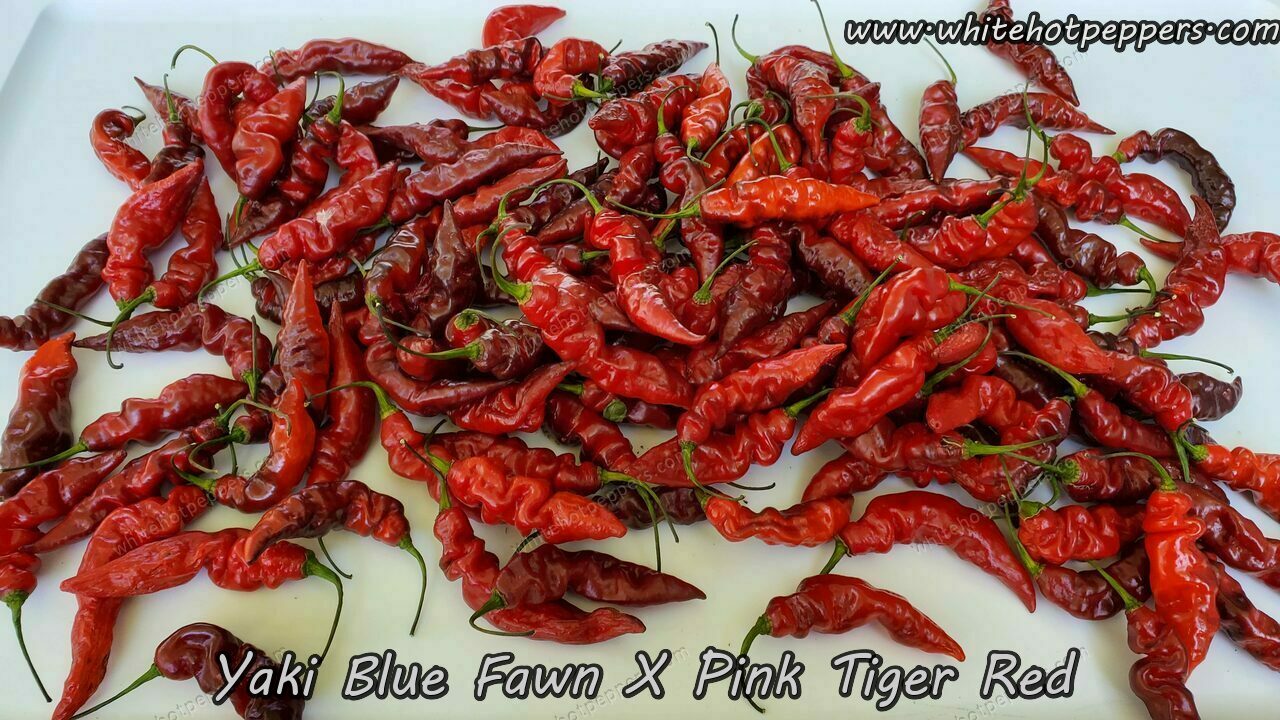 Yaki Blue Fawn x Pink Tiger (Red) - Pepper Seeds - White Hot Peppers