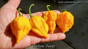 Yellow Fever - Pepper Seeds - White Hot Peppers