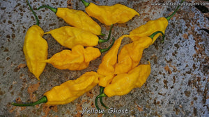 Yellow Ghost - Pepper Seeds - White Hot Peppers