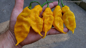 Yellow Ghost - Pepper Seeds - White Hot Peppers
