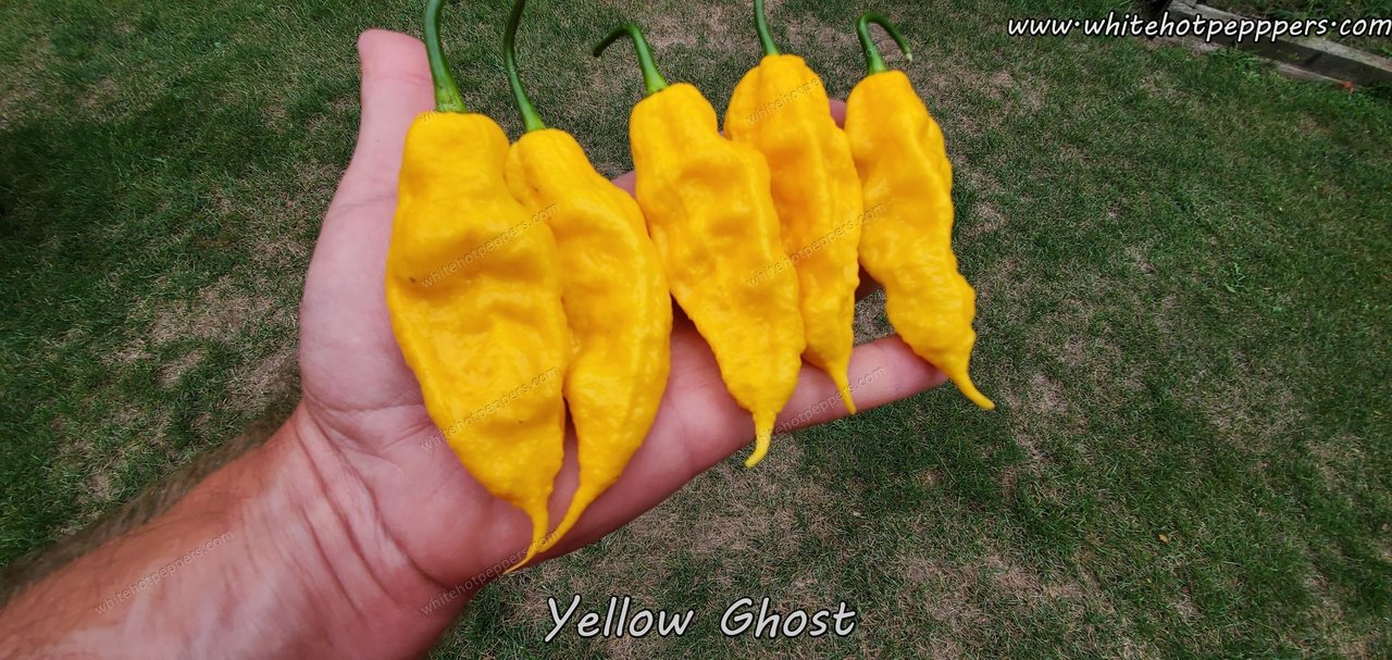 Yellow Ghost - Pepper Seeds - White Hot Peppers