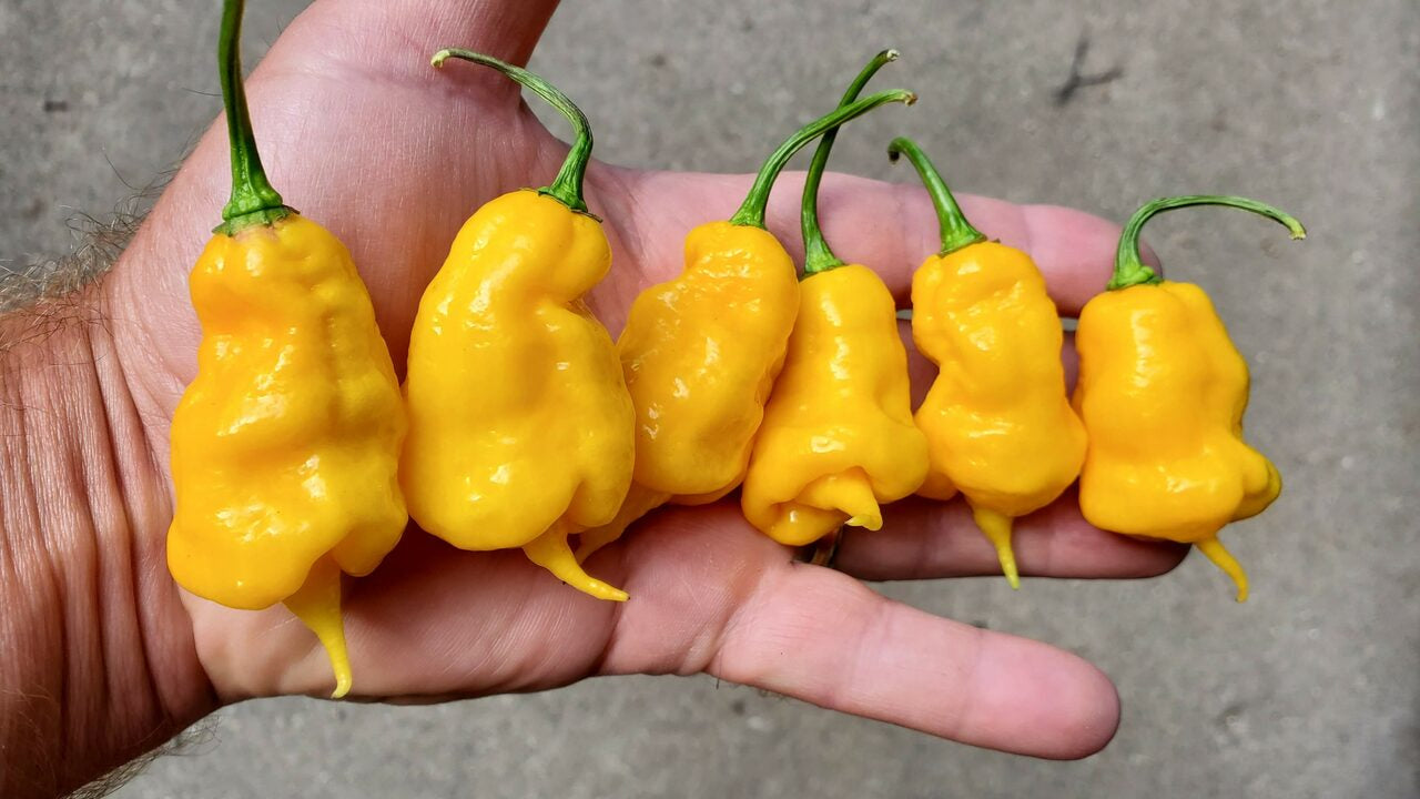 Yellow Ghost Scorpion - Pepper Seeds - White Hot Peppers