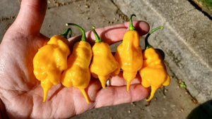 Yellow Ghost Scorpion - Pepper Seeds - White Hot Peppers