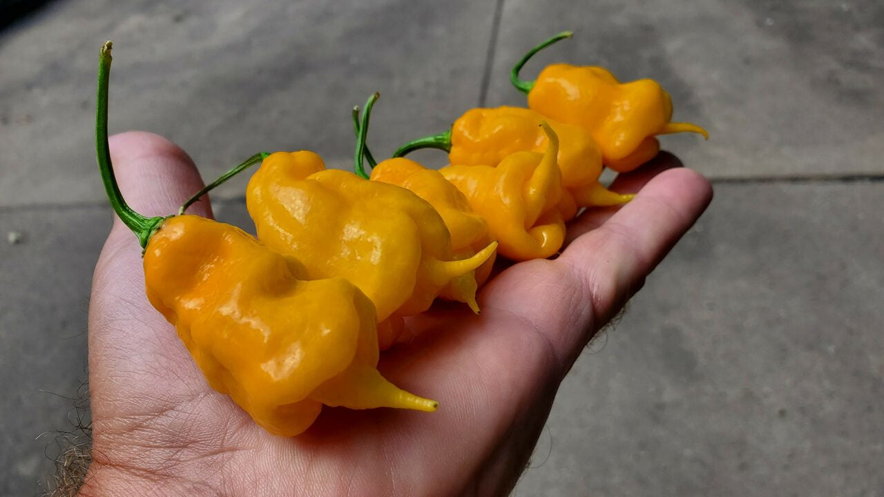 Yellow Ghost Scorpion - Pepper Seeds - White Hot Peppers