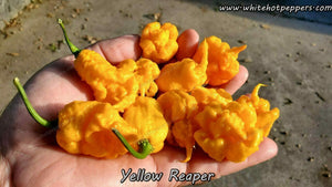Yellow Reaper - Pepper Seeds - White Hot Peppers