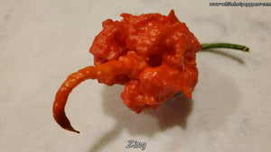 Zing - Pepper Seeds - White Hot Peppers